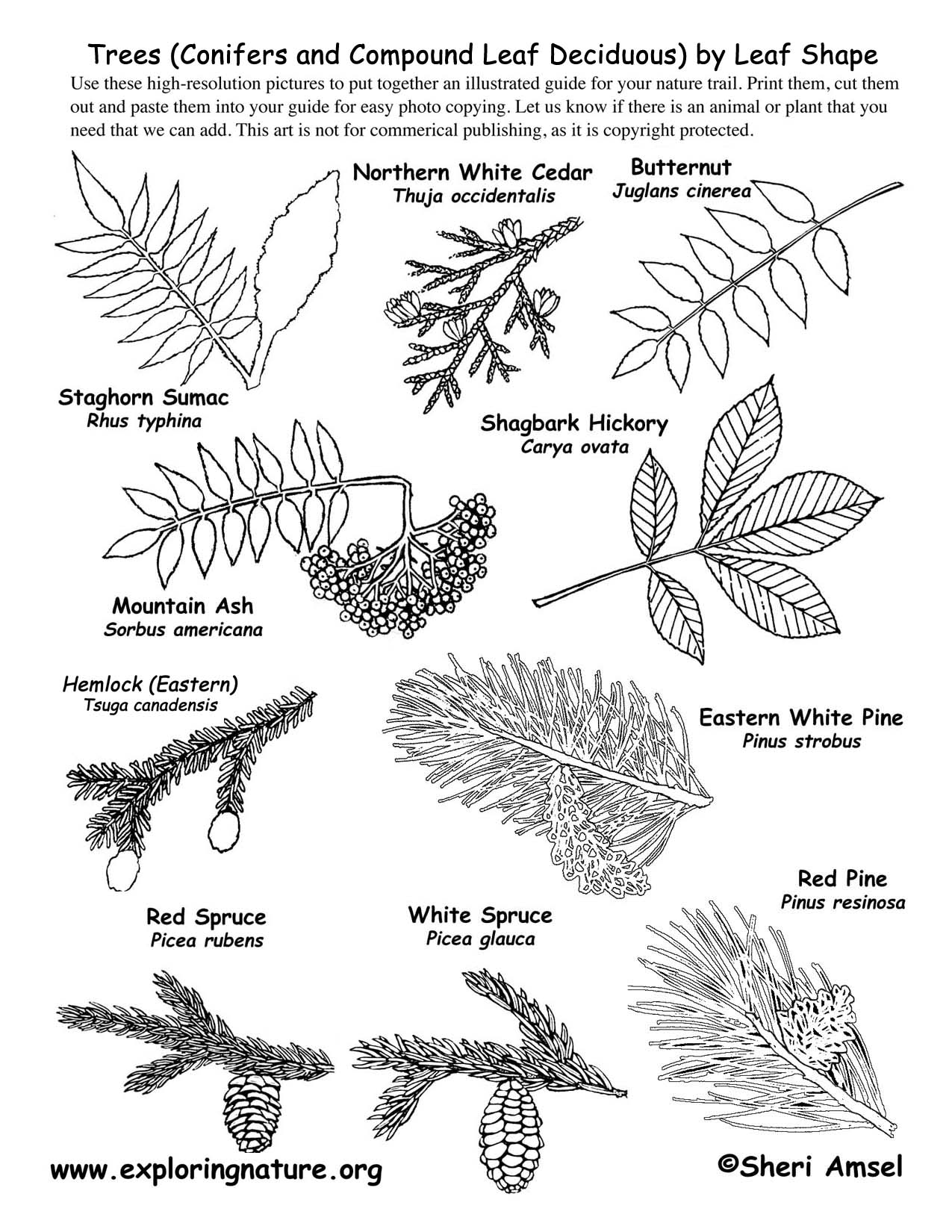 Leaf Shapes Of Trees